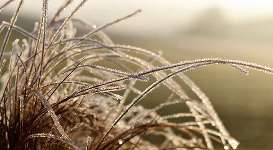 МЧС предупреждает о заморозках до -5 в Прикамье