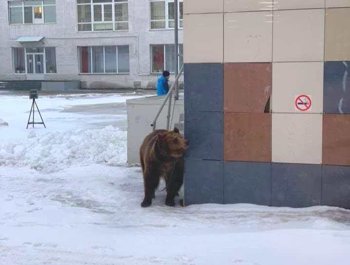 11 марта в Перми у ДК Гагарина замечен медведь 