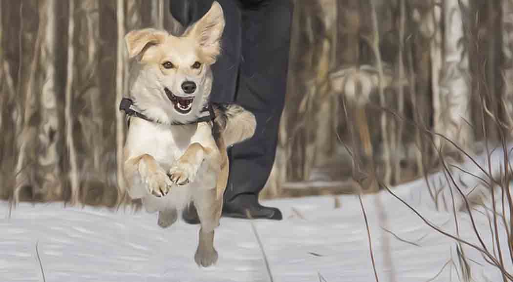 В Перми открыли еще две площадки для выгула собак
