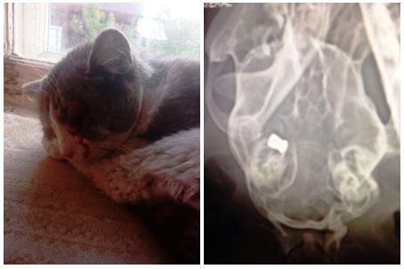 В Перми неизвестный расстрелял кота из пневматической винтовки