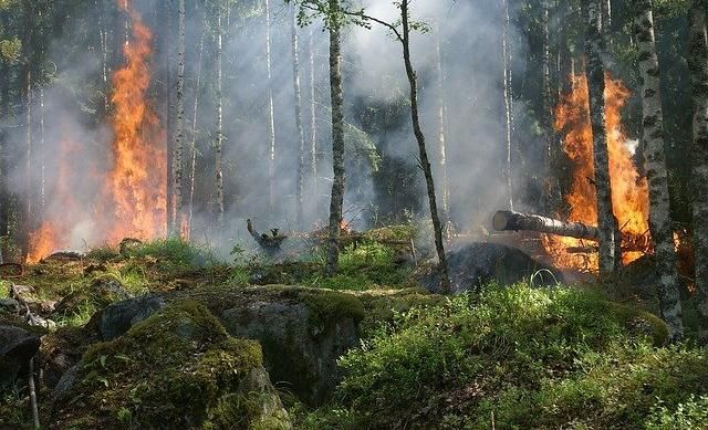 В Пермском крае с 17 мая жителям запрещено посещать леса