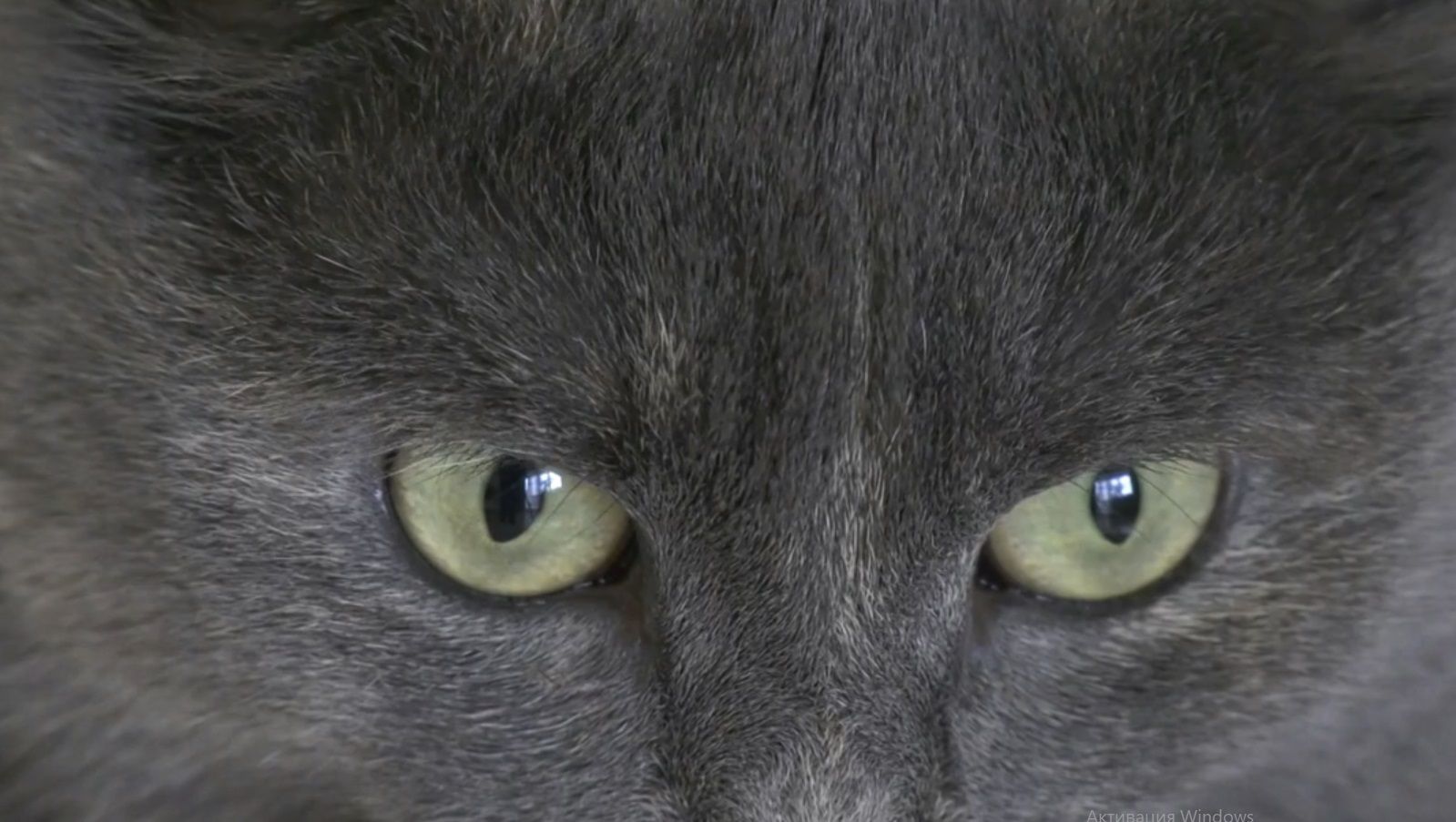 В Перми пройдет выставка кошек, чтобы животные из приютов нашли новых хозяев