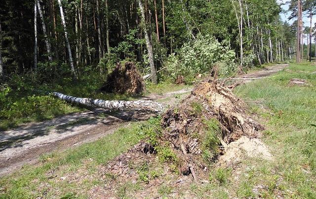 В Пермском крае сильный ветер повалил деревья и заборы
