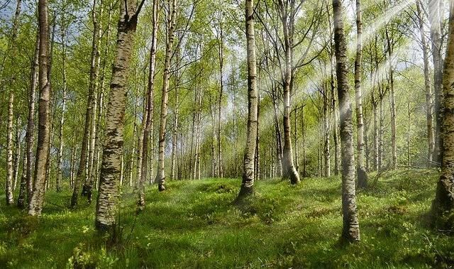 Жителям Пермского края запретили посещать леса из-за особого режима