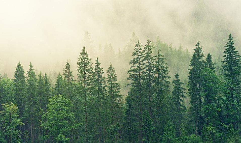 «Умный лес» позволит контролировать лесной фонд Прикамья