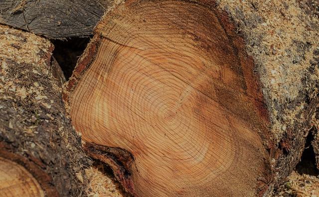 В Прикамье незаконно вырубили лес на 50 млн рублей