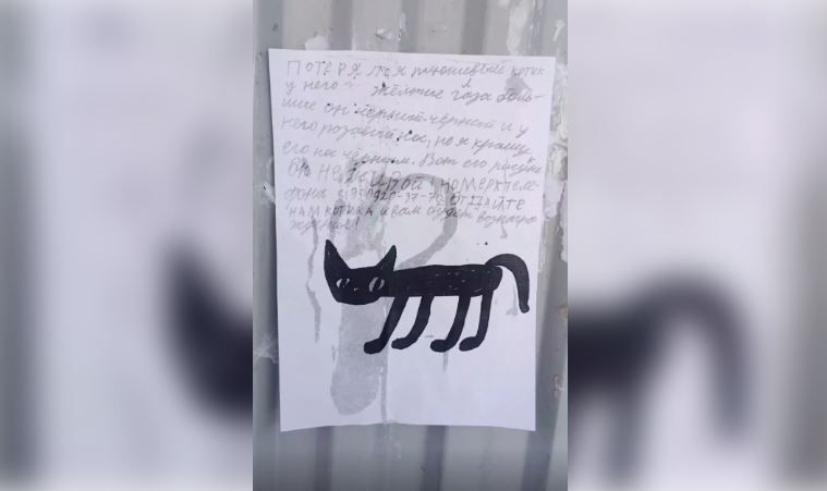 В Перми маленький хозяин просит помочь найти пропавшего плюшевого котика