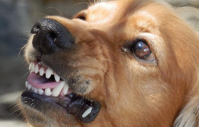 Бродячая собака напала на пенсионера в Перми