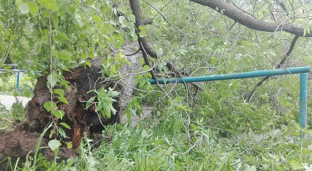 Фотофакт: в Перми сильный ветер повалил несколько деревьев