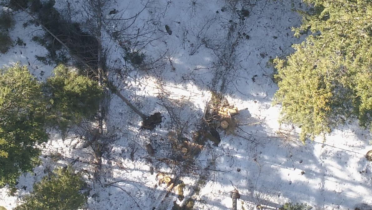 Квадрокоптер обнаружил незаконную рубку леса в Прикамье
