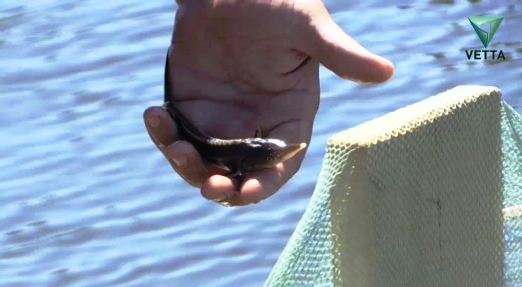 В Прикамье в водохранилище выпустили мальков стерляди