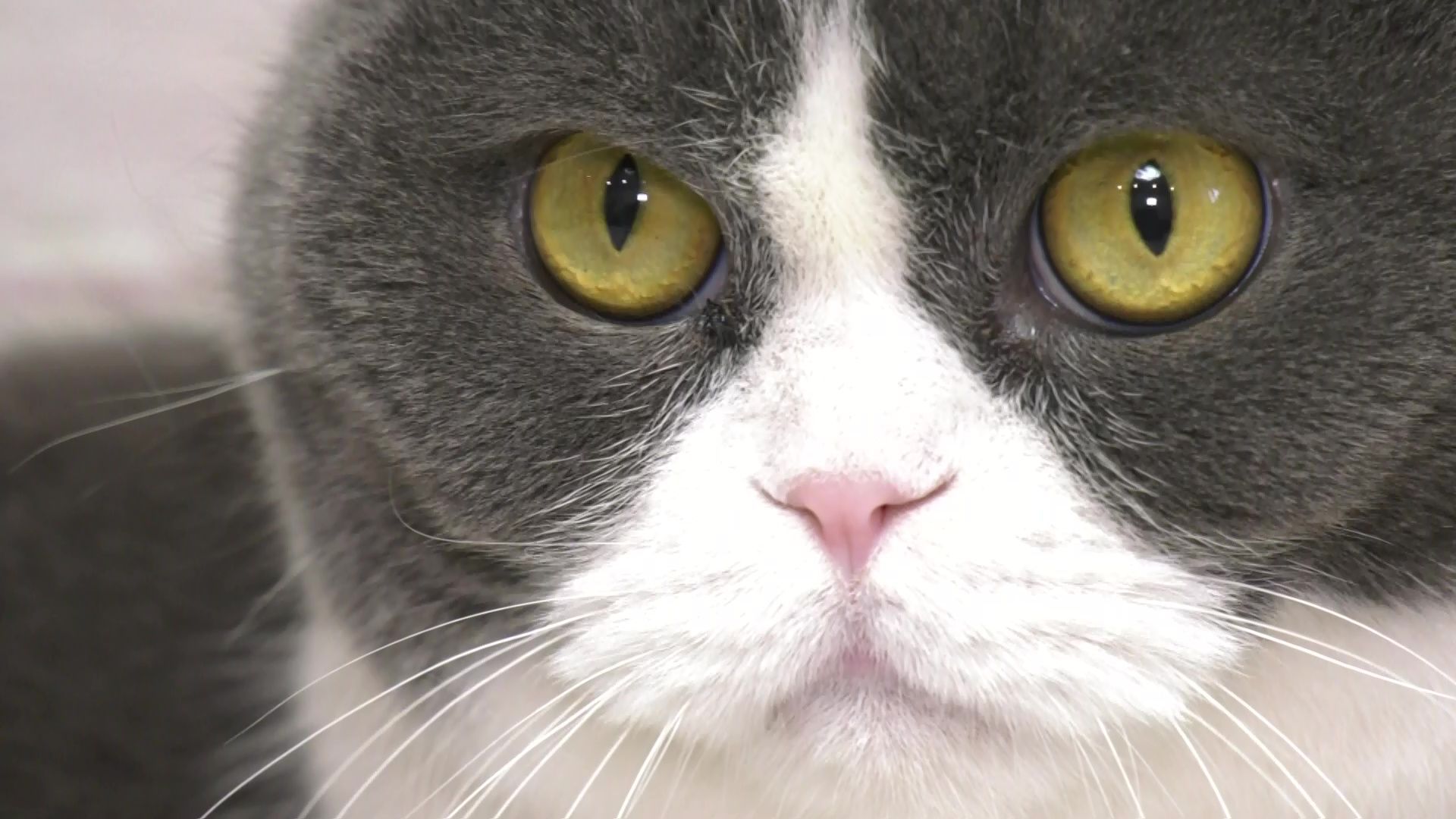 В Перми для съемок фильма ищут упитанную кошку