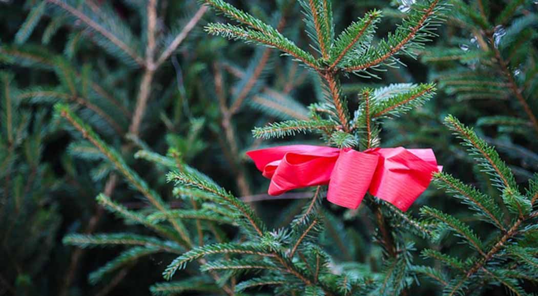 В Перми полиция изъяла 115 новогодних елок