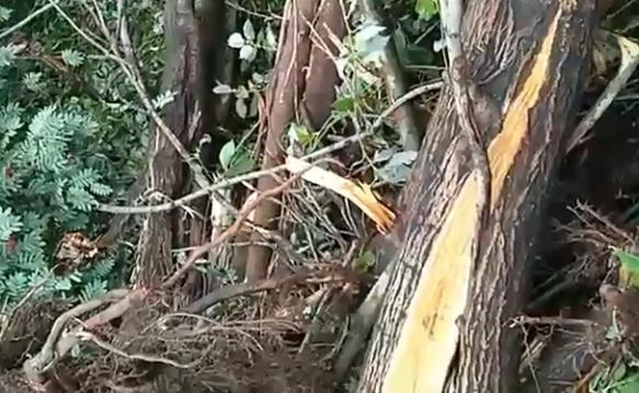 В Перми за вырубку деревьев в Саду соловьев оштрафован собственник участка