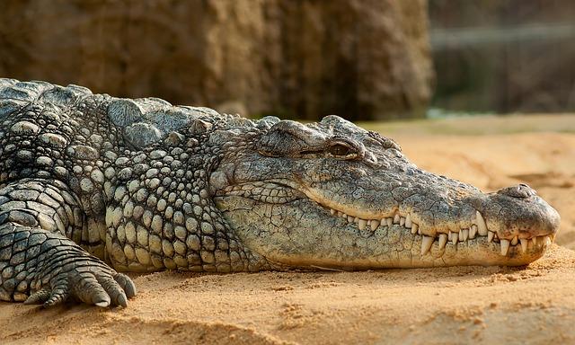 Пермякам предлагают купить двухметрового крокодила