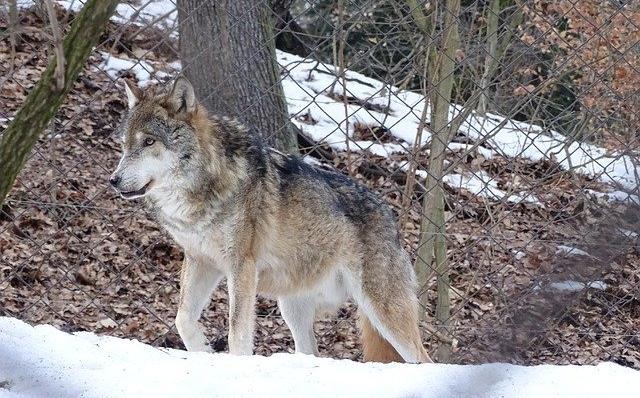 В Прикамье с начала года охотники убили двух волков