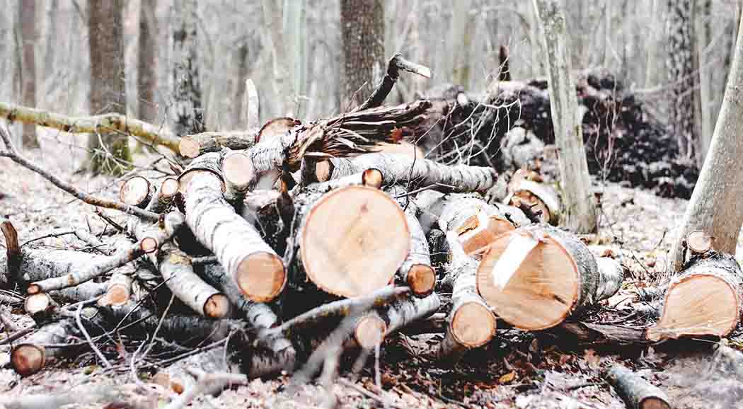 Прокуратура Перми требует спилить 170 аварийных деревьев