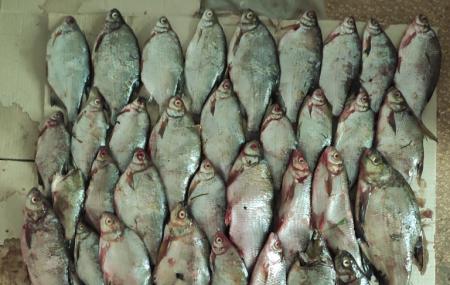 В Прикамье браконьеры получили 240 часов обязательных работ за незаконную ловлю рыбы