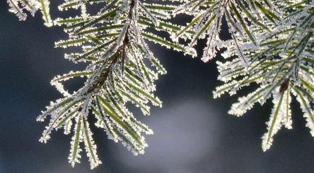 МЧС: с 5 по 7 января в Пермском крае ожидается сильная изморозь