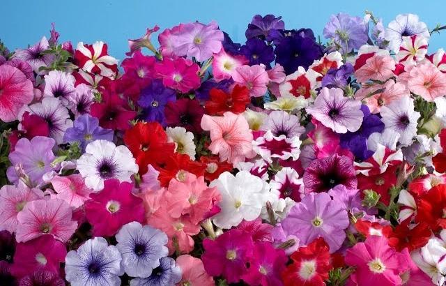 В этом году в Перми высадят 820 тысяч цветов