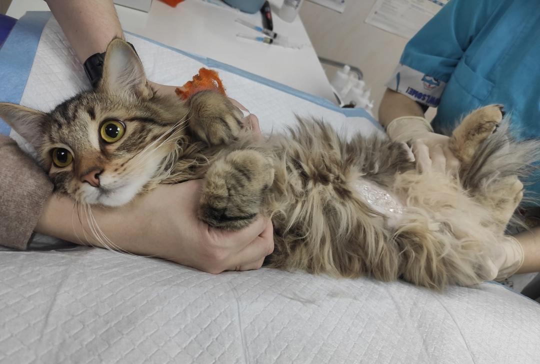 В Перми кота вылечили от коронавируса за 93 дня и 225 тысяч рублей