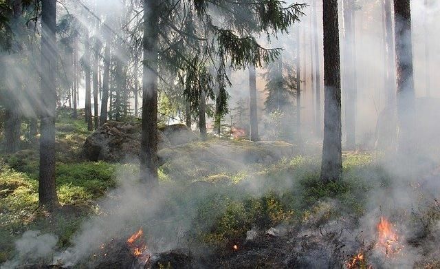 Жителям Пермского края запретили разжигать костры в лесах и парках