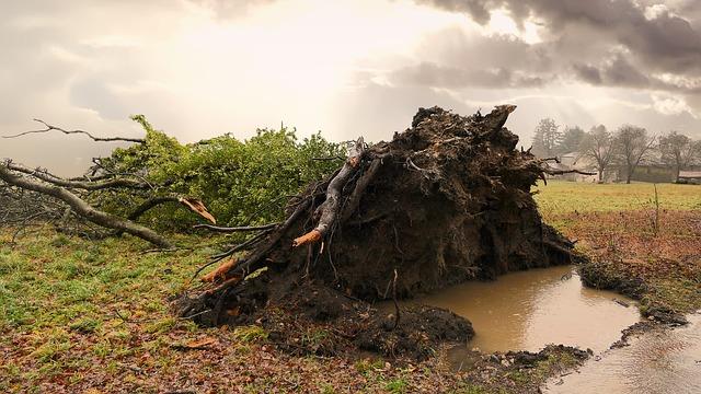 МЧС предупреждает о грозах, дожде и сильном ветре в Прикамье
