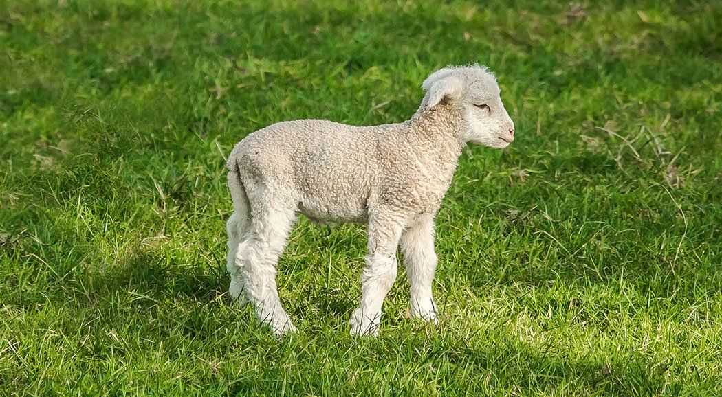 В пермском зоопарке родился детеныш у карликовой овцы