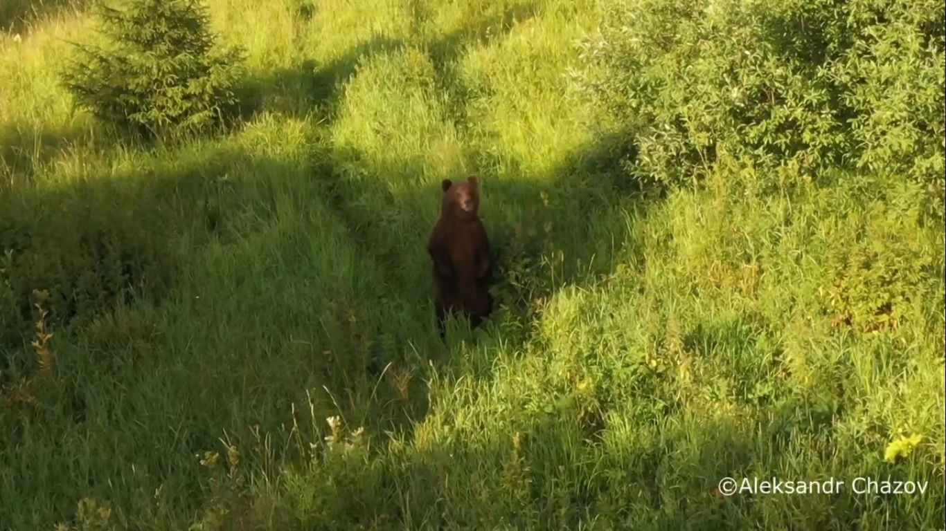 В Пермском крае на Ветлане медведь пришел к туристам в лагерь