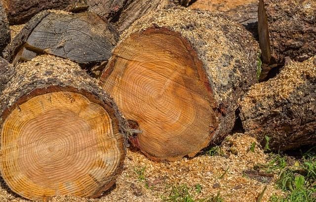Шесть жителей Пермского края незаконно вырубили лес на 5 млн рублей
