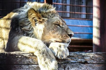 Руководитель строительства пермского зоопарка задержан