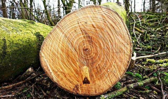 В Краснокамске завели уголовное дело из-за вырубки леса на 11 млн