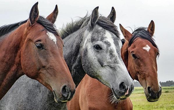 В Перми при пожаре в конном клубе погибли пять лошадей