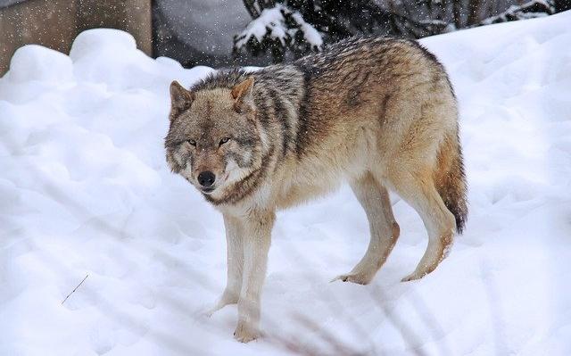 В Пермском крае 20 охотников ликвидировали стаю волков