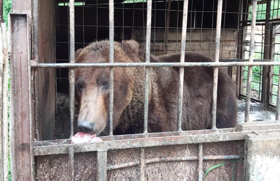 В Прикамье медведя, который жил в клетке у трассы, увезли в приют