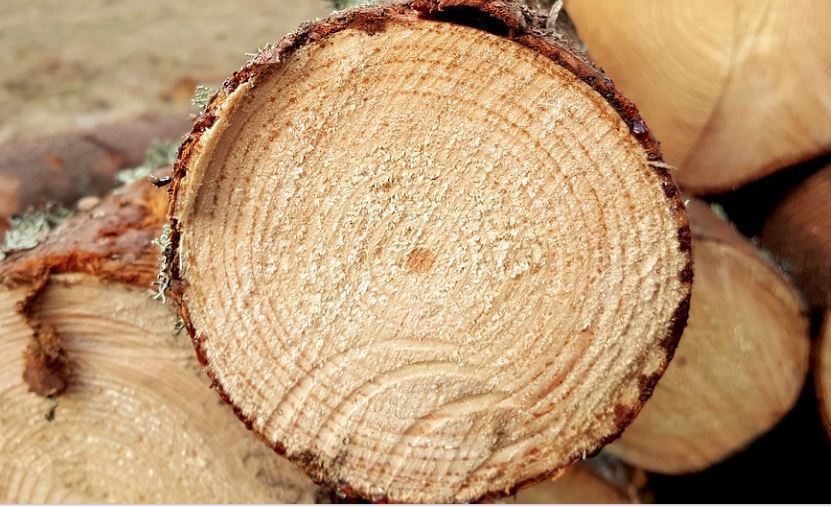 В Прикамье компанию оштрафовали на 7000 руб. за поставку зараженной древесины в Турцию