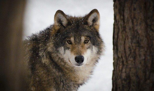 С начала года в Прикамье добыли 121 волка