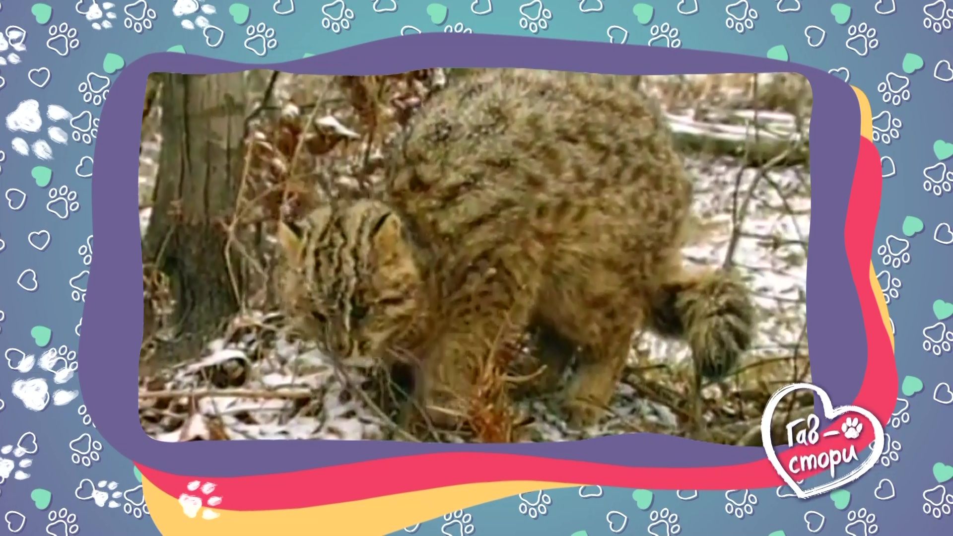 Амурский лесной кот и снежный барс