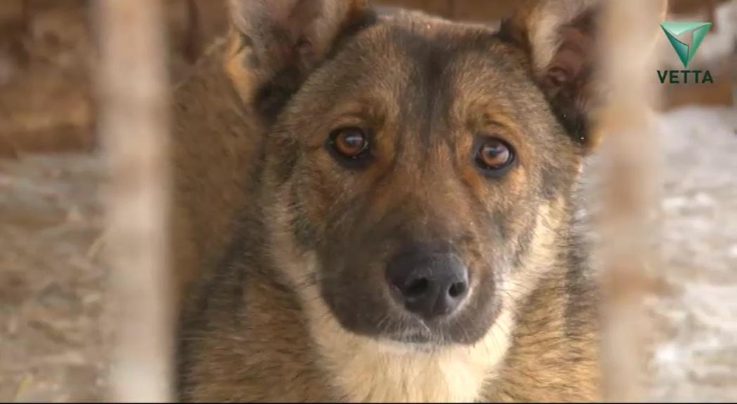 С начала года с улиц Перми отловили 70 безнадзорных собак