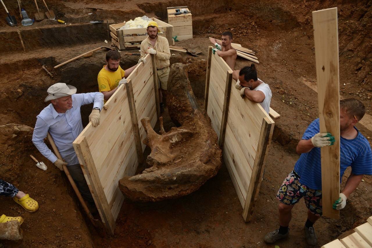 Найденный в Прикамье бивень трогонтериевого слона выставят в пермском музее