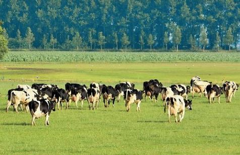 Жителя Прикамья осудили за расстрел коров из карабина