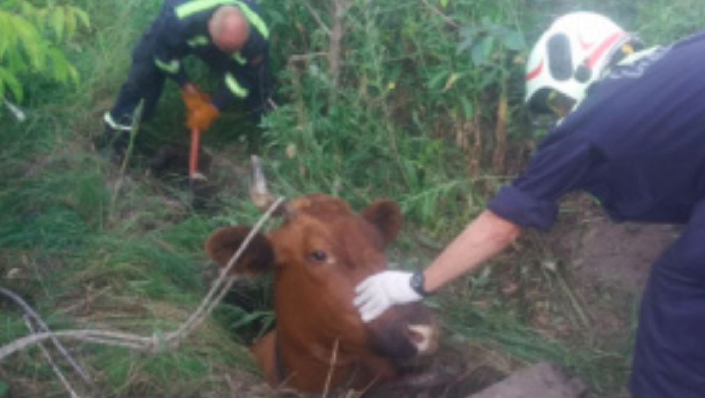 В Перми провели операцию по спасению коровы из ямы