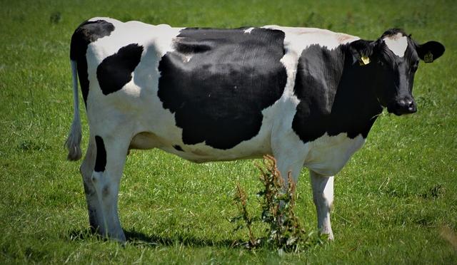 За кражу и убой коровы житель Прикамья наказан строгим режимом