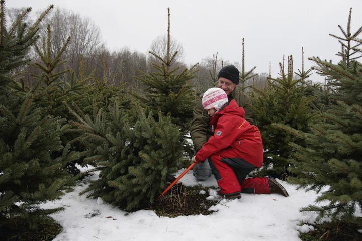 Жители Пермского края после зимних каникул могут сдать новогодние елки на утилизацию