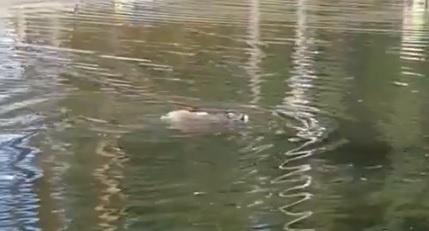 Пермяки сняли на видео плавающего в пруду енота