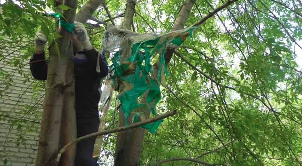 Пермские школьники «Освободили деревья» от мусора