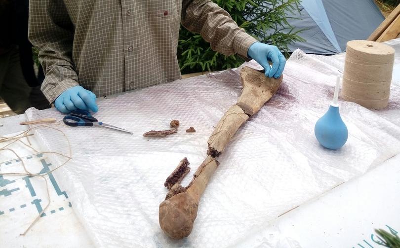 В Пермском крае нашли новую кость трогонтериевого слона