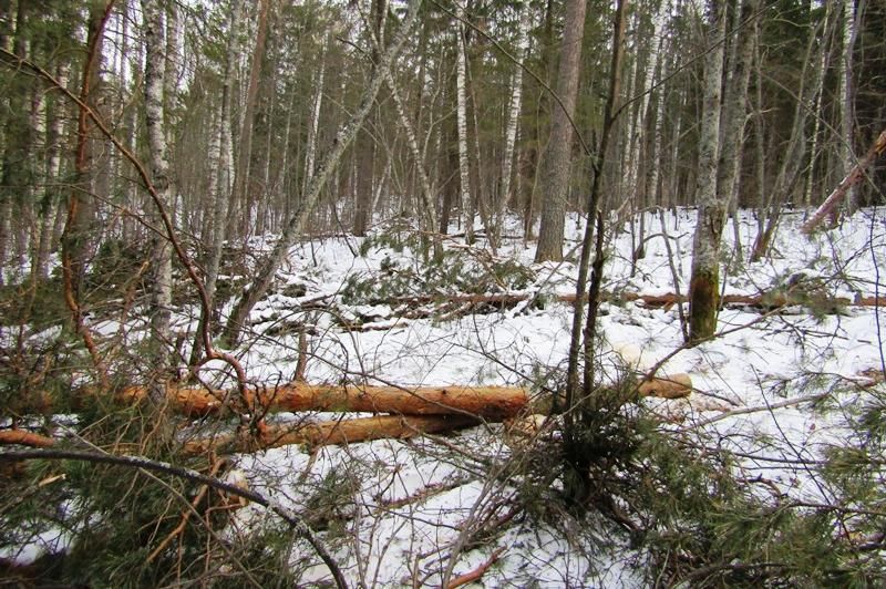 В Прикамье с начала года выявили более 650 нарушителей лесного законодательства